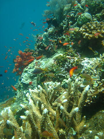 Reef and fishes