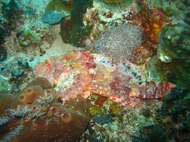 Scorpionfish -- with flash