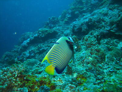 Photo: Emperor angelfish