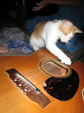 Guitar playing cat