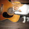 Next: Guitar playing cat