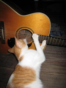 Photo: Guitar playing cat
