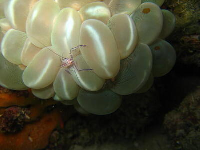 Photo: Bubble Coral Shrimp