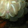 Previous: Bubble Coral Shrimp