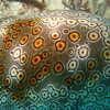 Photo: Sea cucumber