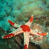 Photo: Necklace Sea Star