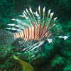 Photo: (keyword lionfish)