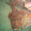 Photo: (keyword scorpionfish)