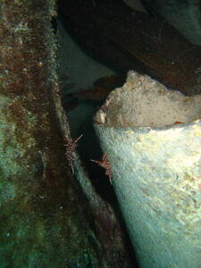 Photo: Cleaner shrimp?