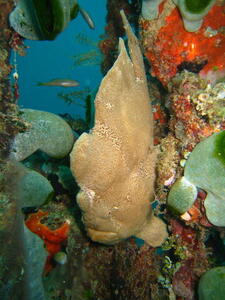 Photo: Painted Frogfish