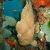 Previous: Painted Frogfish