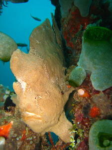 Photo: Painted Frogfish
