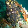 Next: Black frogfish