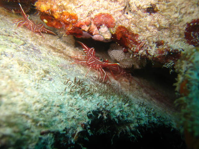 Durban Hinge-beak Shrimp
