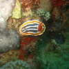 Photo: (keyword nudibranch)