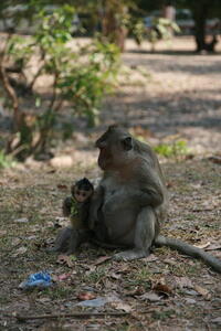 Photo: Monkey and baby