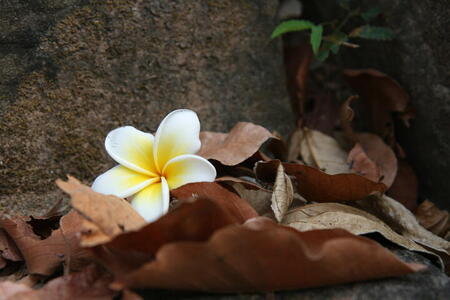 Photo: Flower