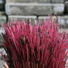 Photo: Incense sticks