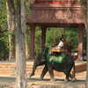 Previous: Elephant ride