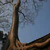 Photo: Silk-cotton tree