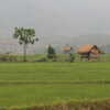 Previous: Rice fields