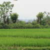 Photo: Rice fields