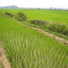 Next: Rice field