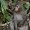 Photo: (keyword monkey)