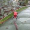 Previous: Cool red bug