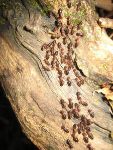 Photo: Ants