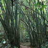 Photo: (keyword bamboo)