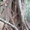 Previous: Cool tree