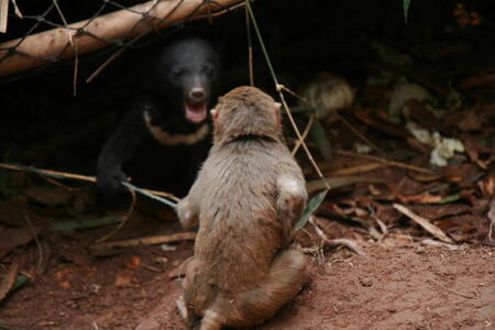 Photo: Monkey vs bear
