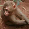 Photo: (keyword monkey)