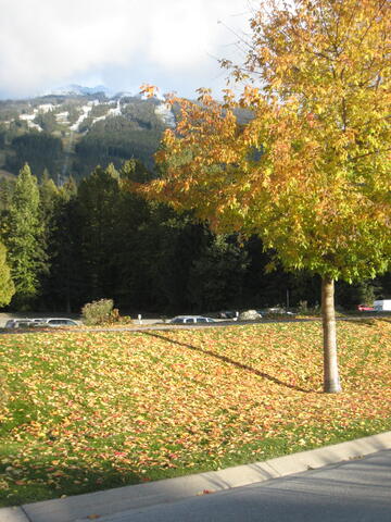 Whistler in fall