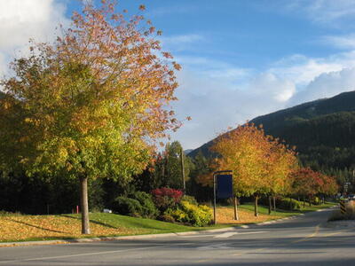 Photo: Whistler in Fall
