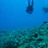 Previous: Divers and reef