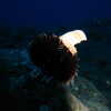 Previous: Sea urchin