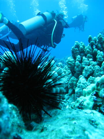 Urchin and divers