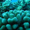 Next: Coral
