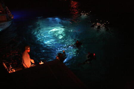 Photo: Night dive
