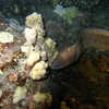 Previous: Moray eel