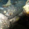 Next: Moray eel