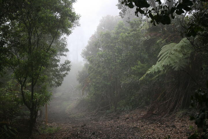 Foggy trail