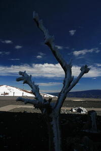 Photo: Frozen tree
