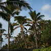 Previous: Palm trees