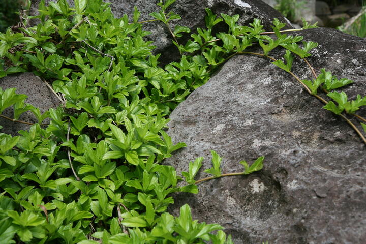 Leaves and rocks