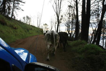 Photo: Cattle