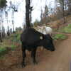 Photo: (keyword cattle)