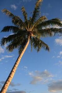 Photo: Palm tree